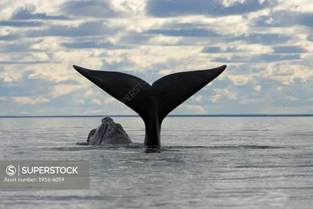 Argentina, Patagonia, Province Chubut, Valdes Peninsula, Southern Right Whale (Eubalaena australis) slapping the surface of the water with flukes
