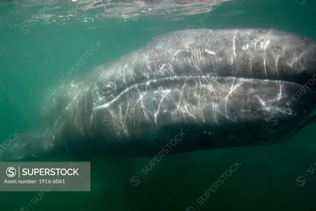Mexico, Baja California South, San Ignacio Lagoon, Gray whale (Eschrichtius robustus) calf