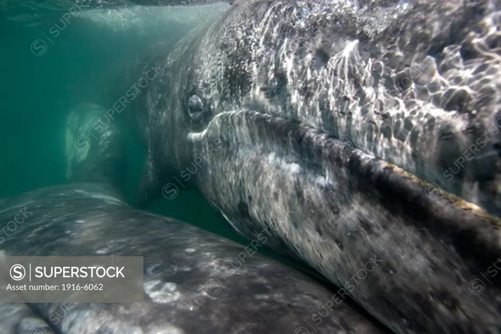Mexico, Baja California South, San Ignacio Lagoon, Gray whale (Eschrichtius robustus), close-up of calf and mother