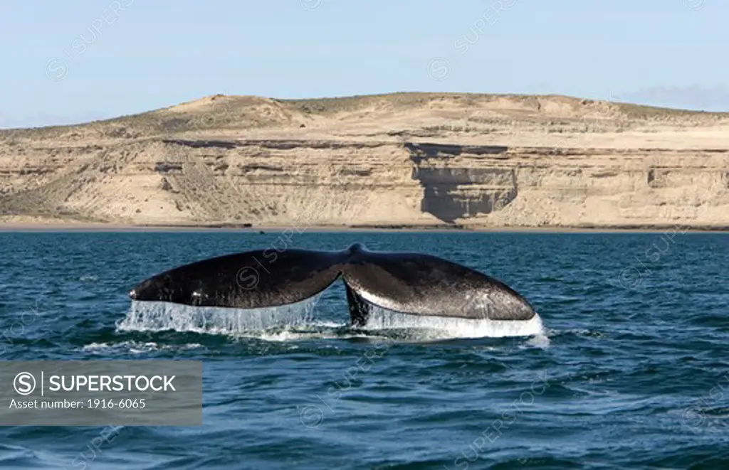 Argentina, Patagonia, Province Chubut, Valdes Peninsula, Southern Right Whale (Eubalaena australis)