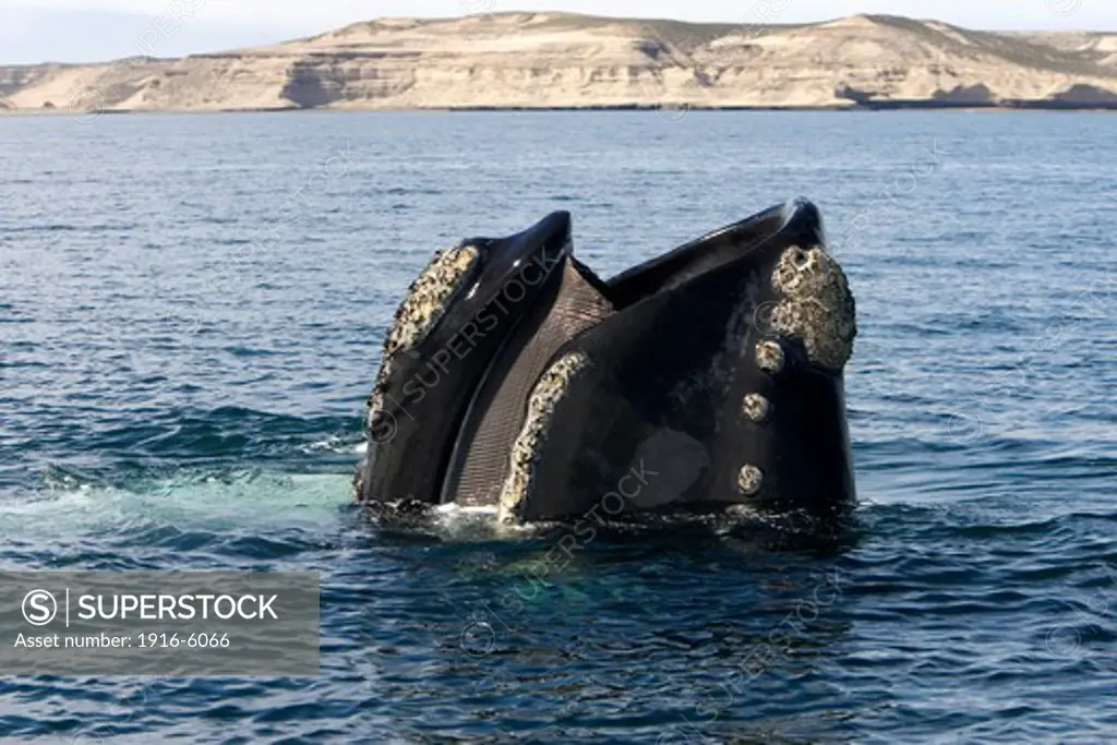 Argentina, Patagonia, Province Chubut, Valdes Peninsula, Southern Right Whale (Eubalaena australis) standing vertically in water with mouth partly open, showing baleen plates