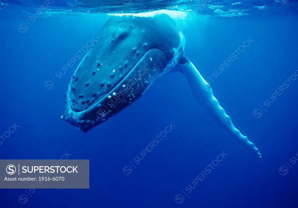 South Pacific, Tonga, Vava'u, Humpback whale (Megaptera novaeangliae)