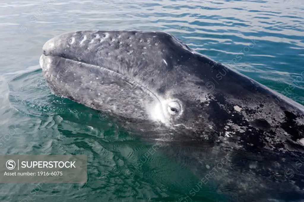 Mexico, Baja California South, Puerto Lopez Mateos, Gray whale (Eschrichtius robustus) calf