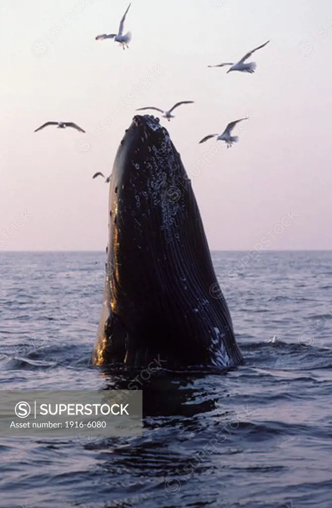 USA, Atlantic Ocean, Gulf of Maine, Stellwagen Bank Marine Sanctuary, Humpback whale (Megaptera novaeangliae) with sea gulls