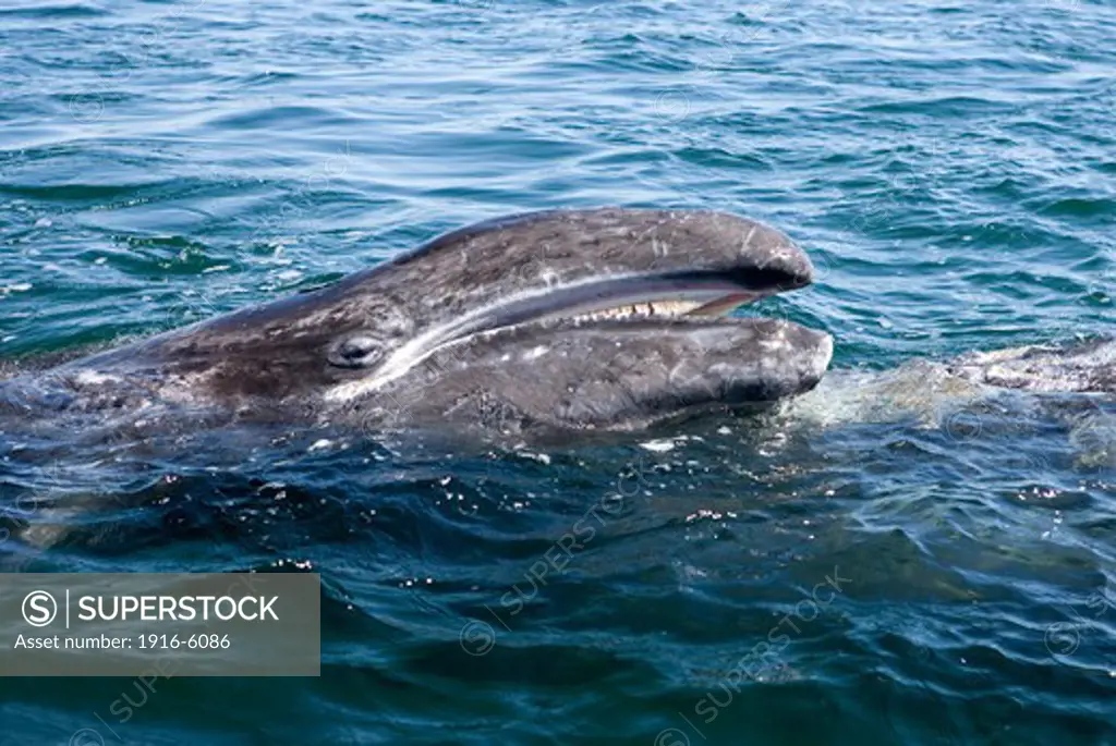 Mexico, Baja California South, San Ignacio Lagoon, Gray whale(Eschrichtius robustus), calf