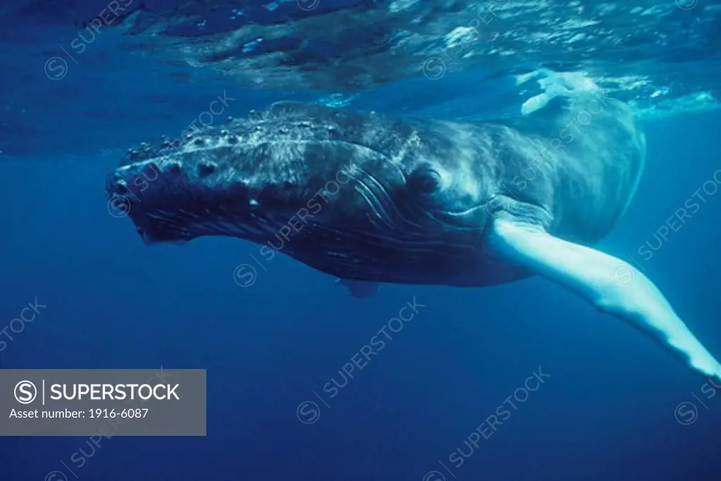 Dominican Republic, Silver Bank, Humpback whale, calf (Megaptera novaeangliae)