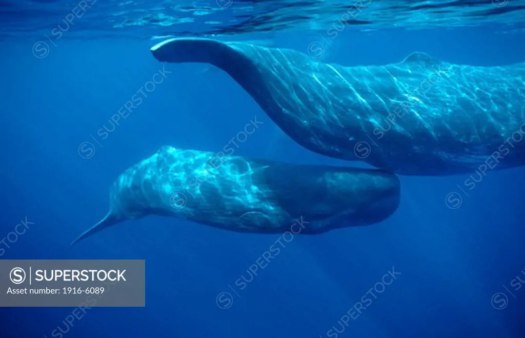Atlantic Ocean, Portugal, Azores Islands, Sperm whale (Physeter macrocephalus), calf swimming under mother's tail