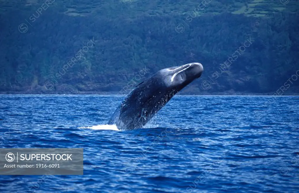 Atlantic Ocean, Portugal, Azores Islands, Sperm whale (Physeter macrocephalus) breaching