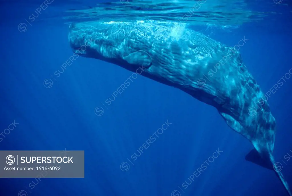 Atlantic Ocean, Portugal, Azores Islands, Sperm whale (Physeter macrocephalus)