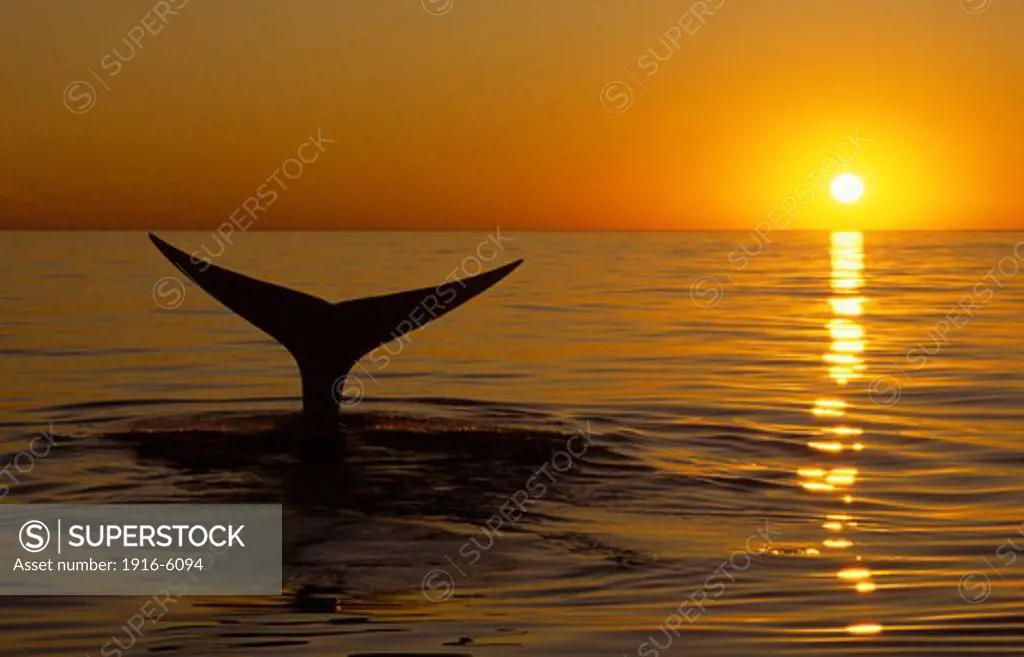 Canada, New Brunswick, Bay of Fundy, Northern Right whale (Eubalaena glacialis) diving at sunset