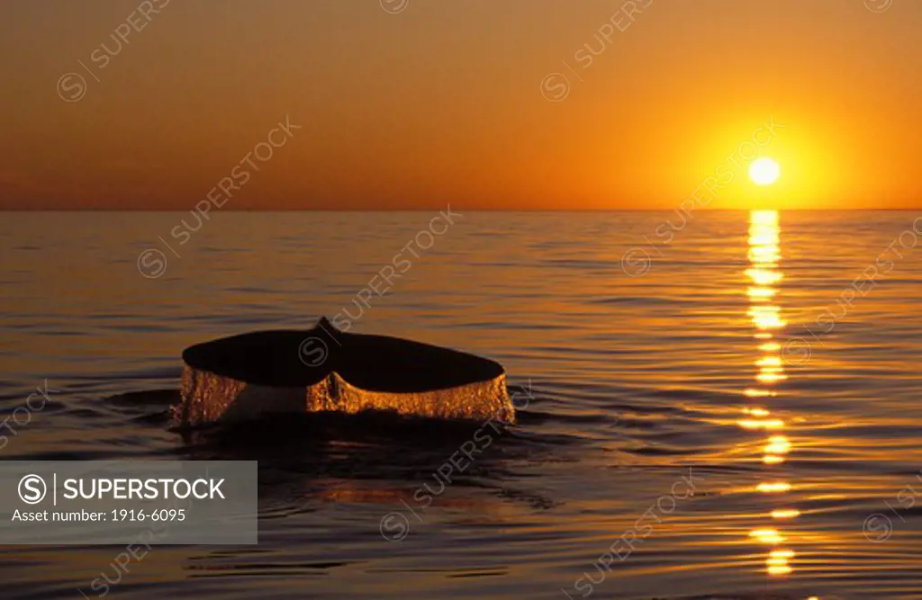 Canada, New Brunswick, Bay of Fundy, Northern Right whale (Eubalaena glacialis) diving at sunset