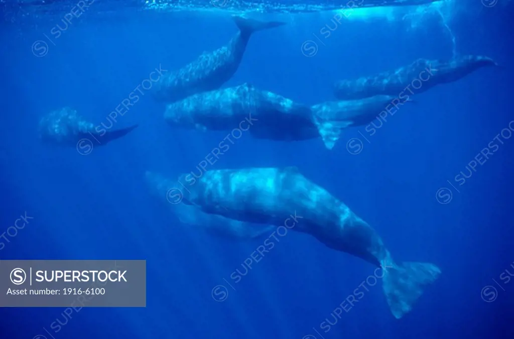 Portugal, Azores, Atlantic Ocean, Sperm whale (Physeter macrocephalus), Group adult and calfs