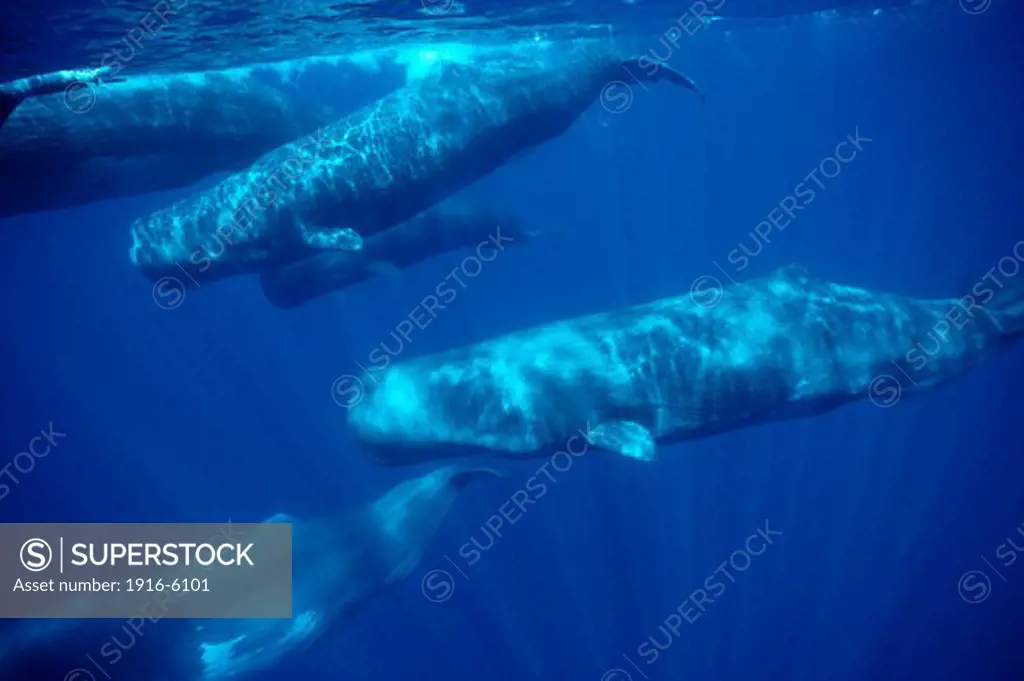 Portugal, Azores, Atlantic Ocean, Sperm whale (Physeter macrocephalus), Group adult and calfs