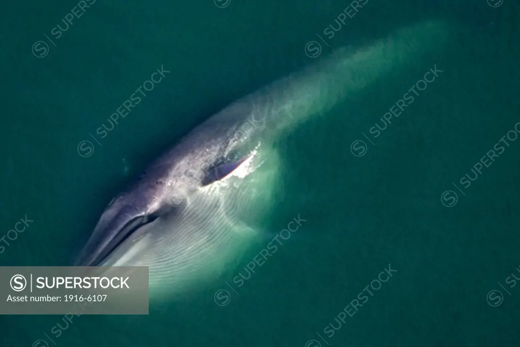 Mexico, Sea of Cortez, Gulf of California, Blue whale (Balaenoptera musculus)