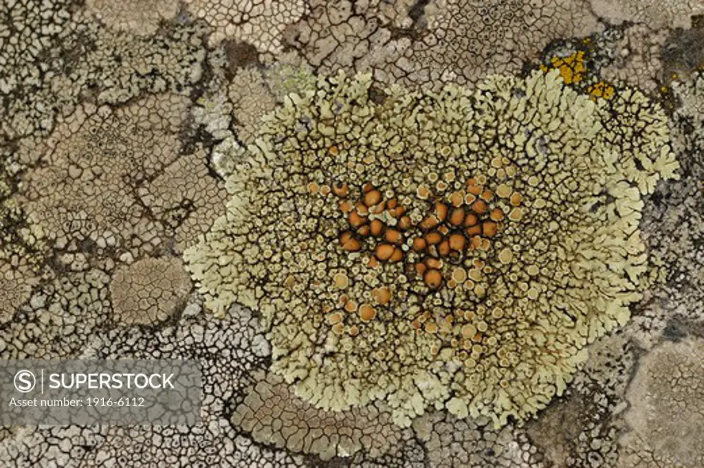 Lichen covering a stone