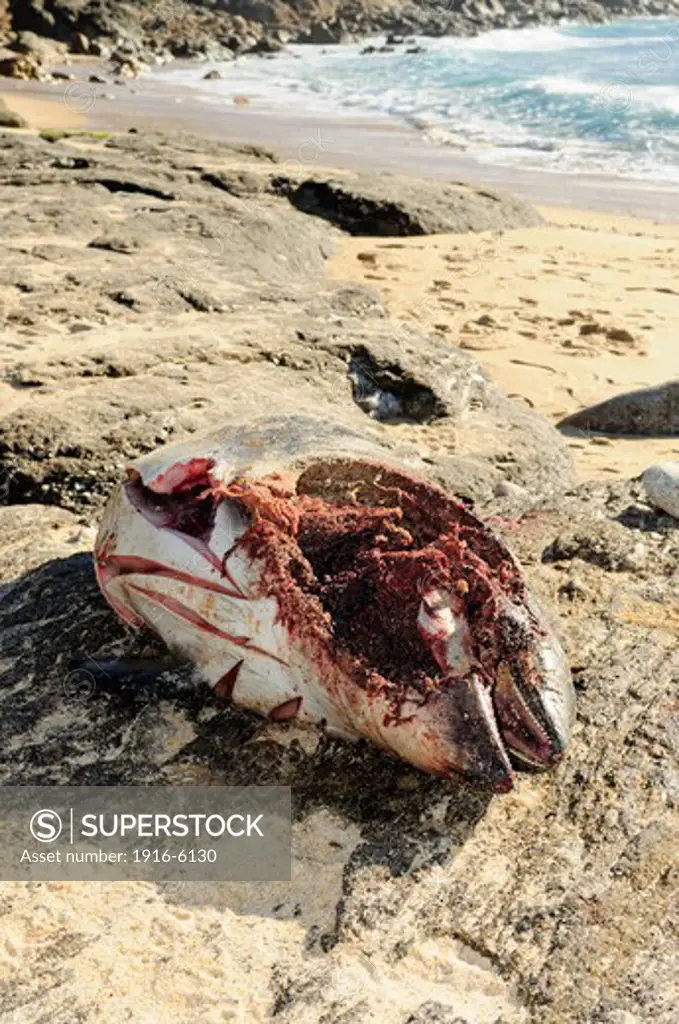 Dead Harbor Porpoise (Phocoena phocoena) washed ashore