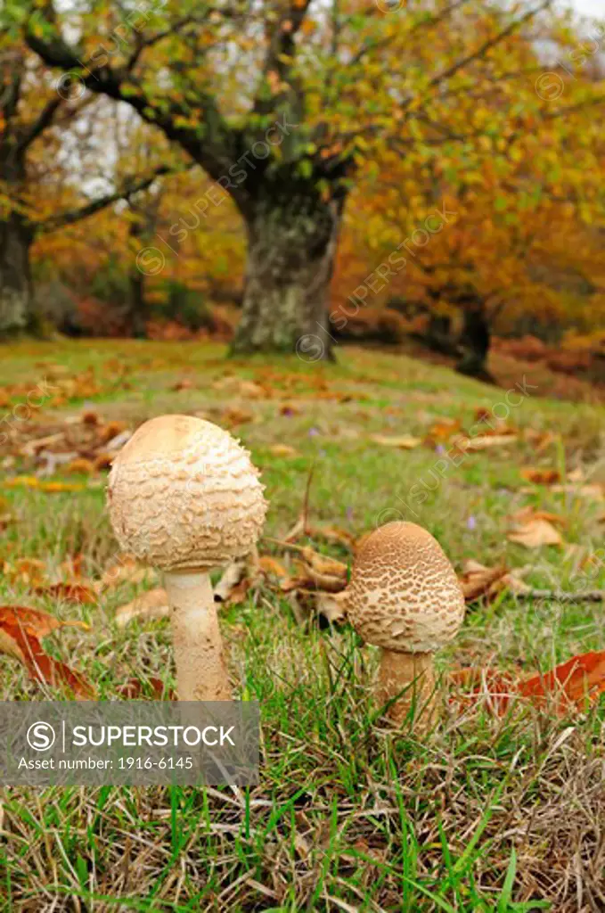 Parasol mushrooms (Macrolepiota procera)