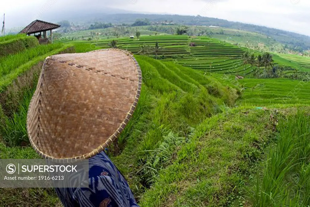 Indonesia, Bali, Indonesian worker looking out over terraced rice fields in interior of Bali