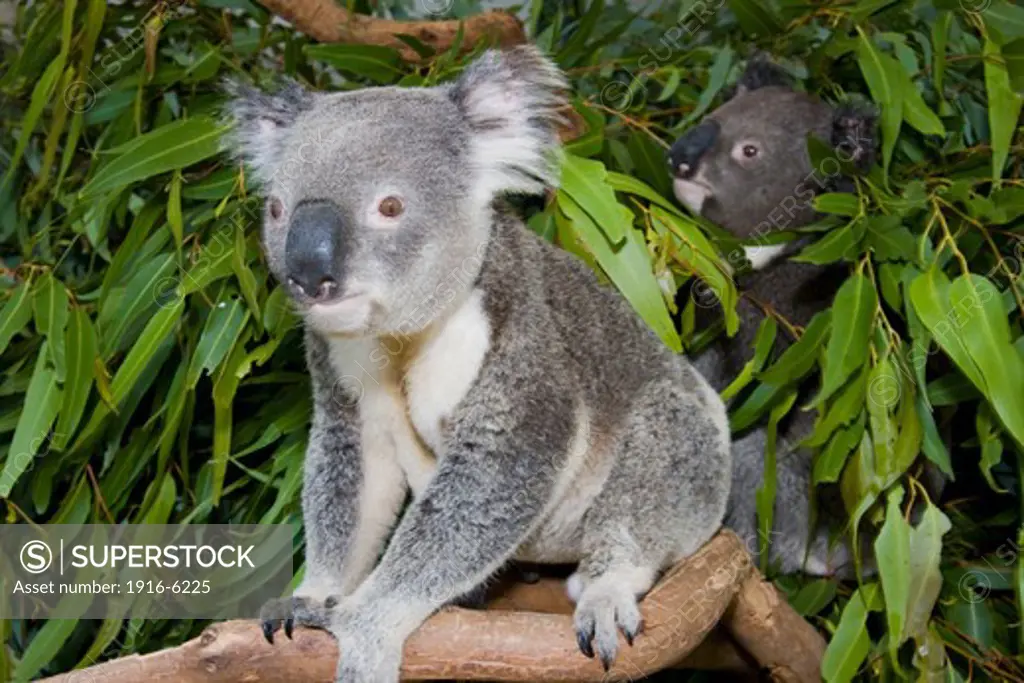 Australia, Two koala bears, Phascolarctos cinereus, in eucalyptus tree