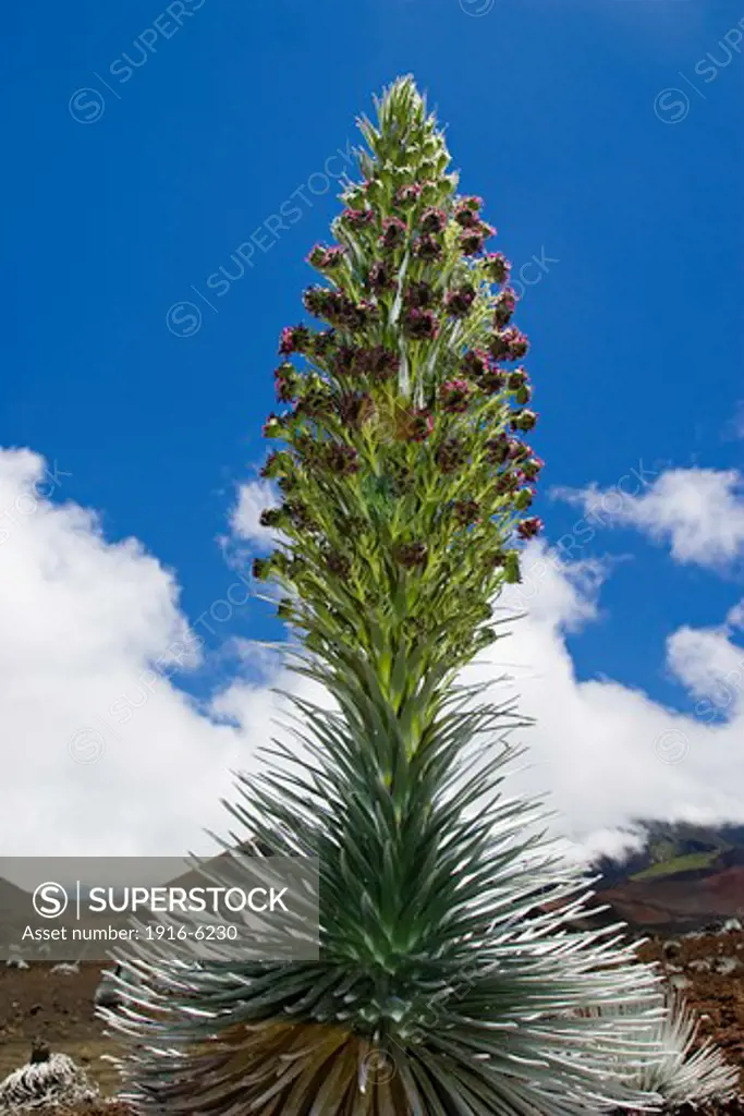 Hawaii, Maui, rare silversword plant, Argyroxiphium sandwicense macrocephalum, in early stage of blooming