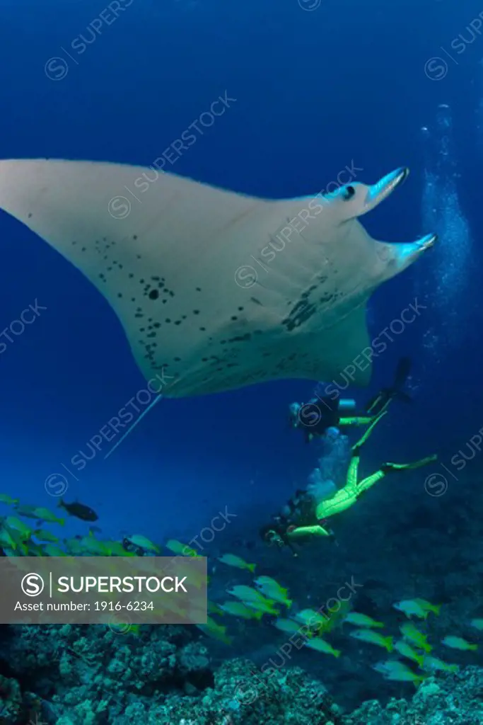 Hawaii, manta ray and divers, digitally composited image, birostris is related to sharks and can reach over 20 feet across their wingspan