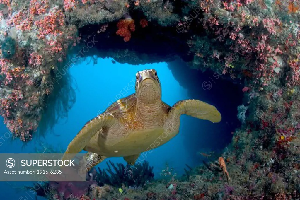 Malaysia, Sipidan Island, endangered species, green sea turtle, Chelonia mydas, digitally composited imageare, green sea turtles are common sight around island