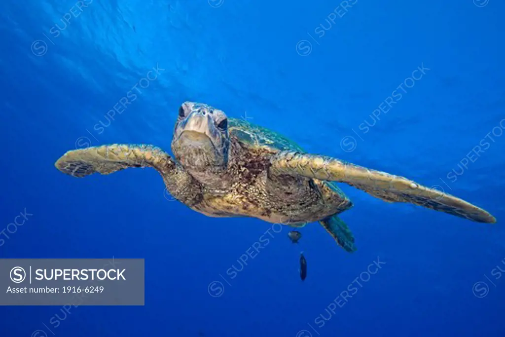 Hawaii, Green sea turtle, Chelonia mydas, endangered species