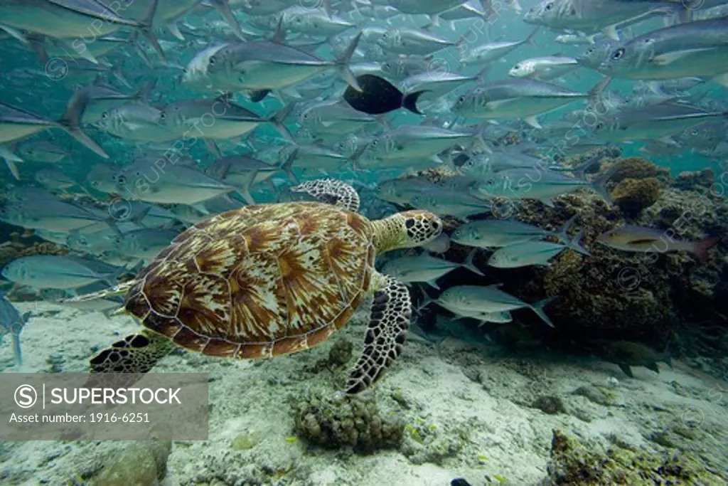 Malaysia, Sipidan Island, Green sea turtle (Chelonia mydas) and schooling jacks