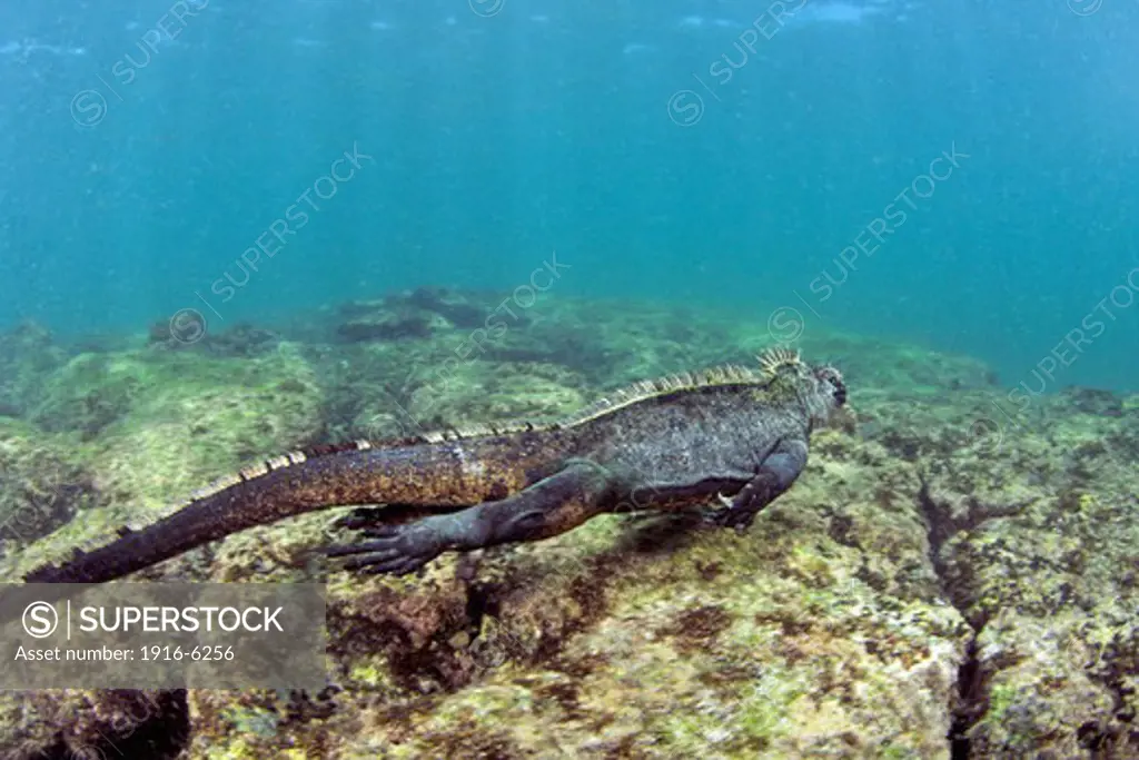 Equador, Galapagos Islands, Marine iguana (Amblyrhynchus cristatus)