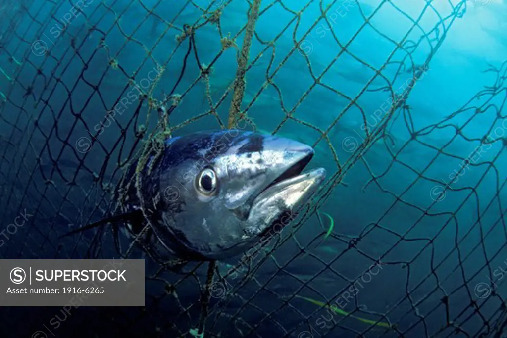 Australia, Port Lincoln, Dead Southern bluefin tuna, (Thunnus maccoyii) caught in tuna pen
