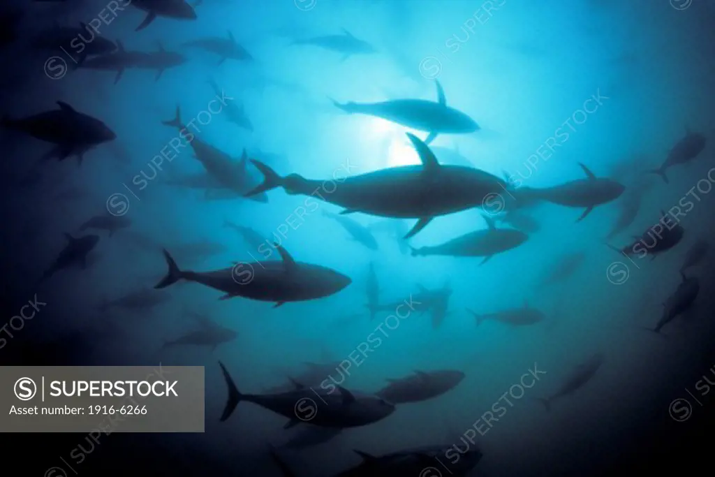 Australia, Port Lincoln, Southern bluefin tuna ( Thunnus maccoyii)