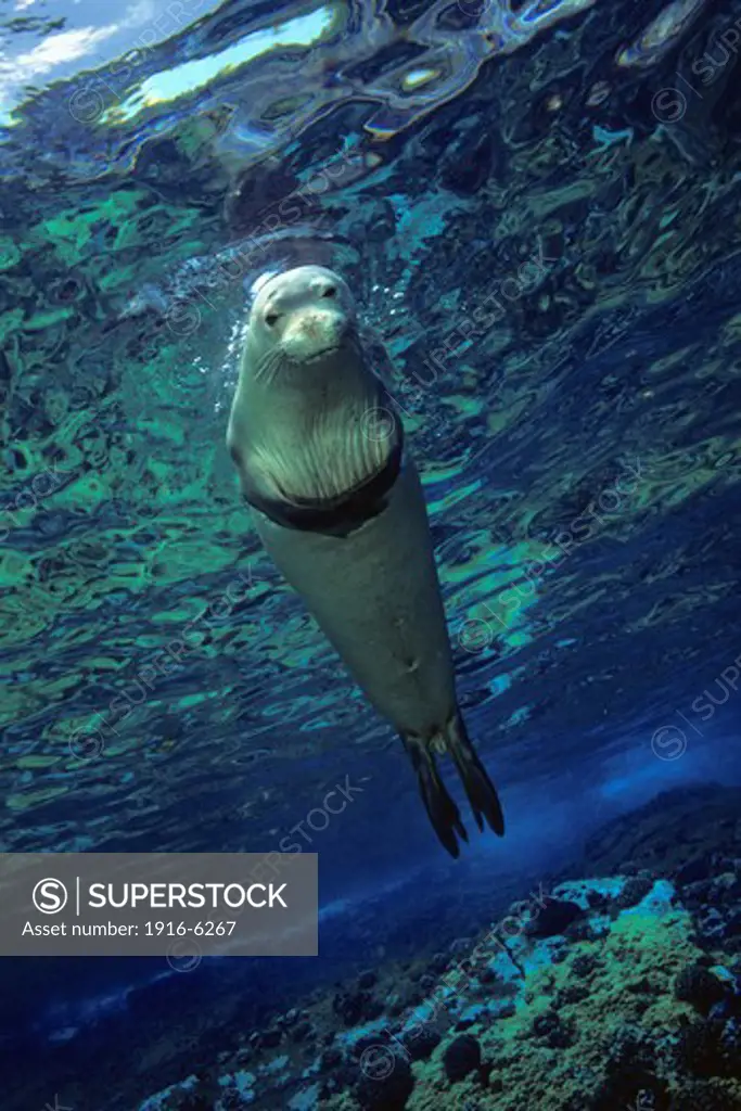 USA, Hawaii, Hawaiian monk seals (Monachus schauinslandi)