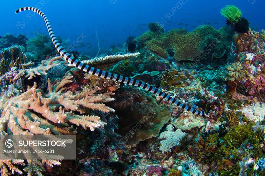 Indonesia, Komodo, banded Sea Krait or Yellow-lipped Sea Krait, (Laticauda colubrina)