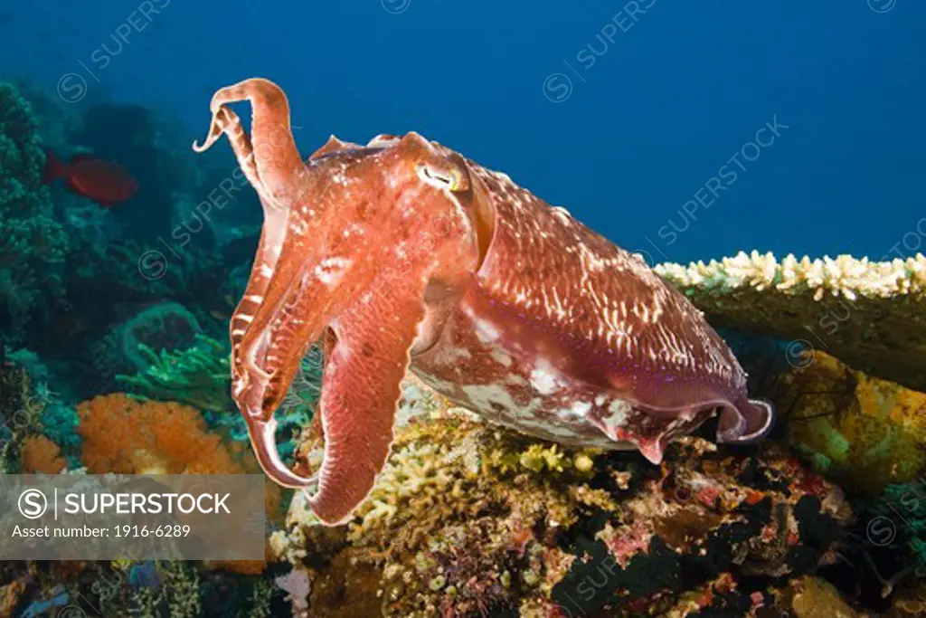 Indonesia, Komodo, Broadclub cuttlefish (Sepia latimanus)