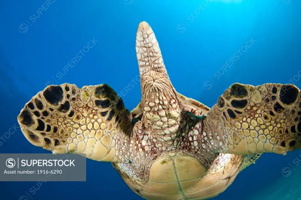 USA, Hawaii, Tail end view of green sea turtle (Chelonia mydas)