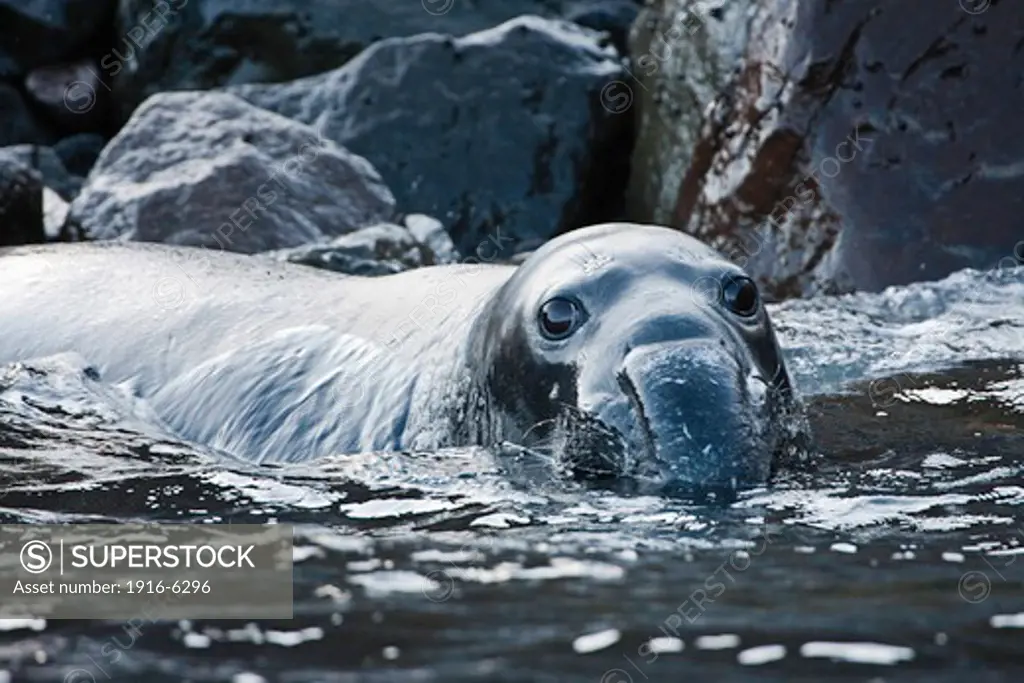 Mexico, Guadalupe Island, Northern elephant seal juvenile, (Mirounga angustirostris)