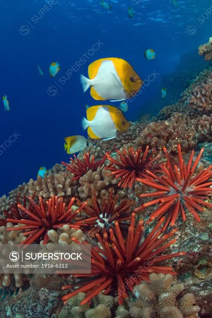 USA, Hawaii, Slate pencil sea urchins (Heterocentrotus mammillatus), Pennantfish (Heniochus diphreutes) and Pyramid butterflyfish (Hemitaurichthys polylepis) on reef