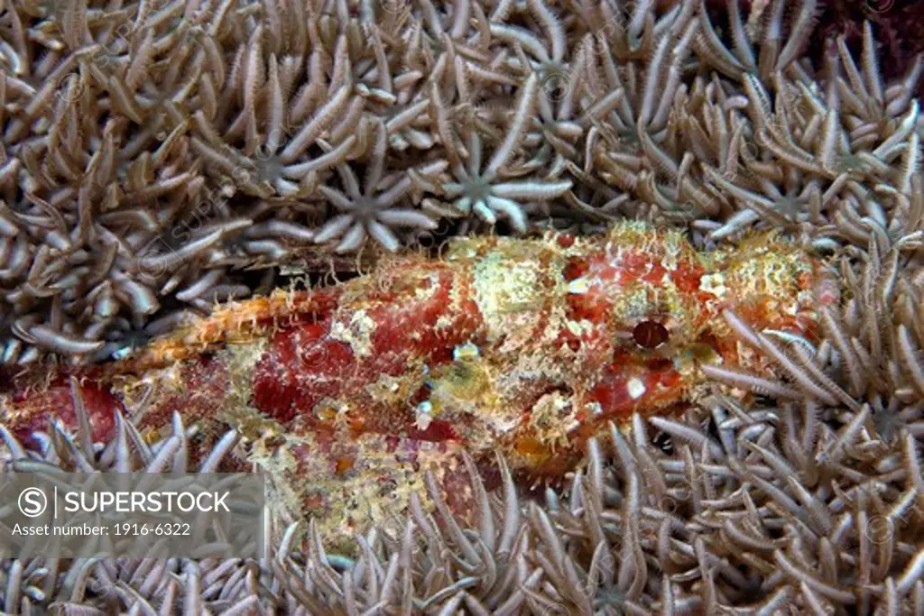Malaysia, Mabul Island, Common scorpionfish ( Scorpaenopsis oxycephala) resting on soft coral (Xenia sp) on reef