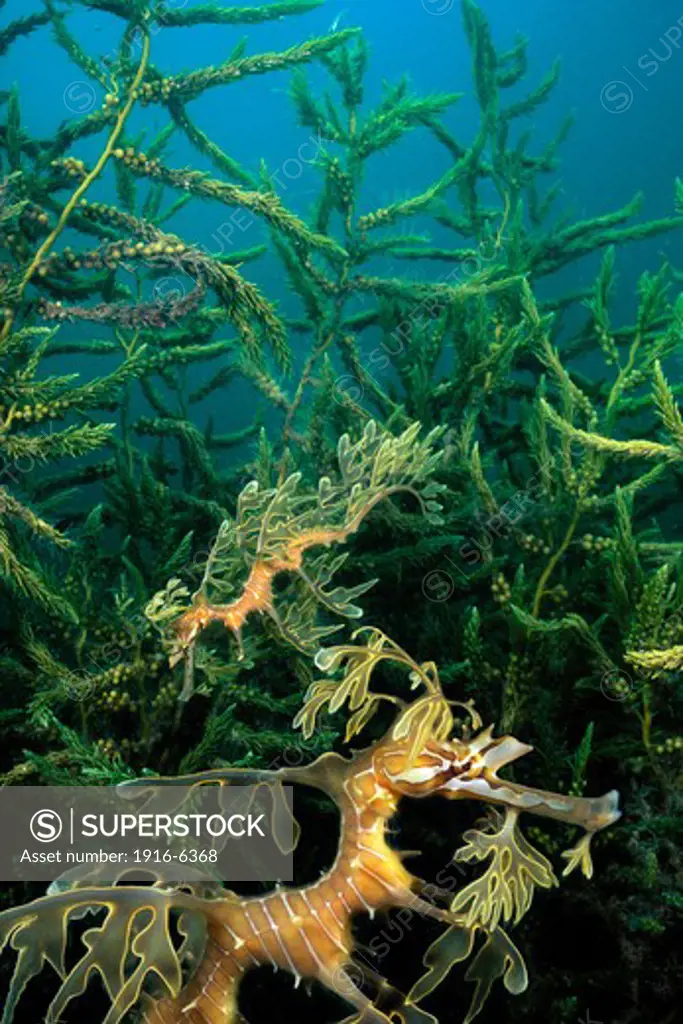 Australia, These leafy sea dragons, (Phycodurus eques), under wharf up Spencer Gulf, digitally combined