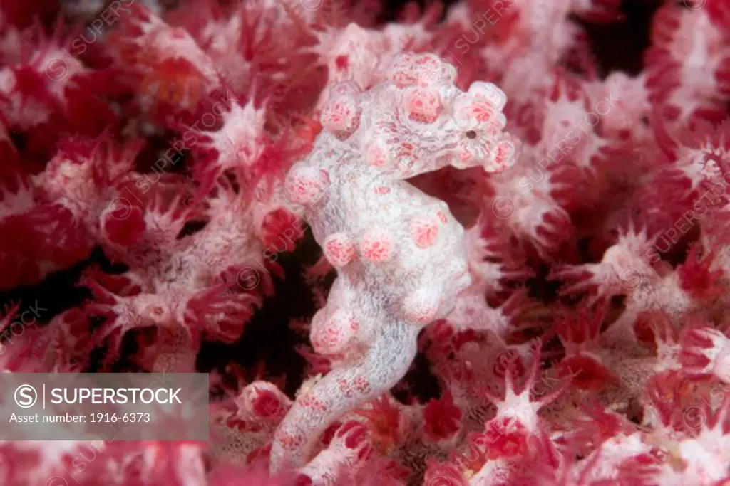 Malaysia, Mabul Island, Tiny pygmy seahorse, (Hippocampus bargibanti)