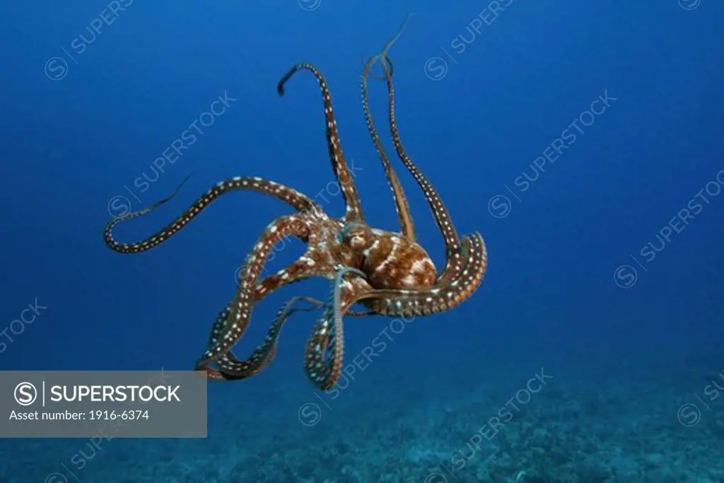 Hawaii, Day octopus, (Octopus cyanea)