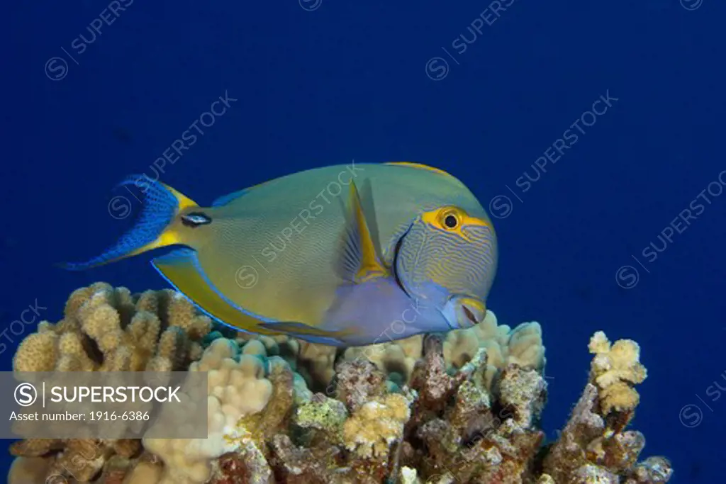 Hawaii, Eyestripe surgeonfish, (Acanthurus dussumieri)