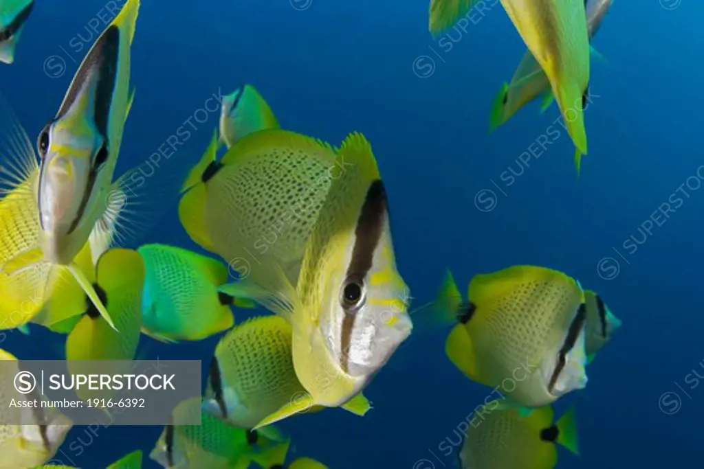 Hawaii, Schooling milletseed butterflyfish (endemic) (Chaetodon miliaris)