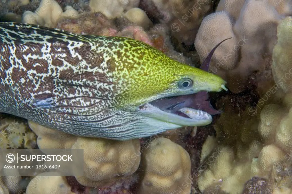 Hawaii, Undulated moray eel, (Gymnothorax meleagris), feeding on surgeonfish at night