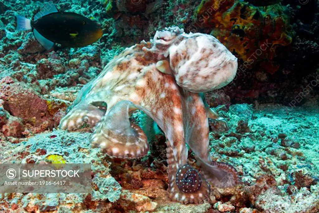 Malaysia, Octopus, (Octopus cyanea)