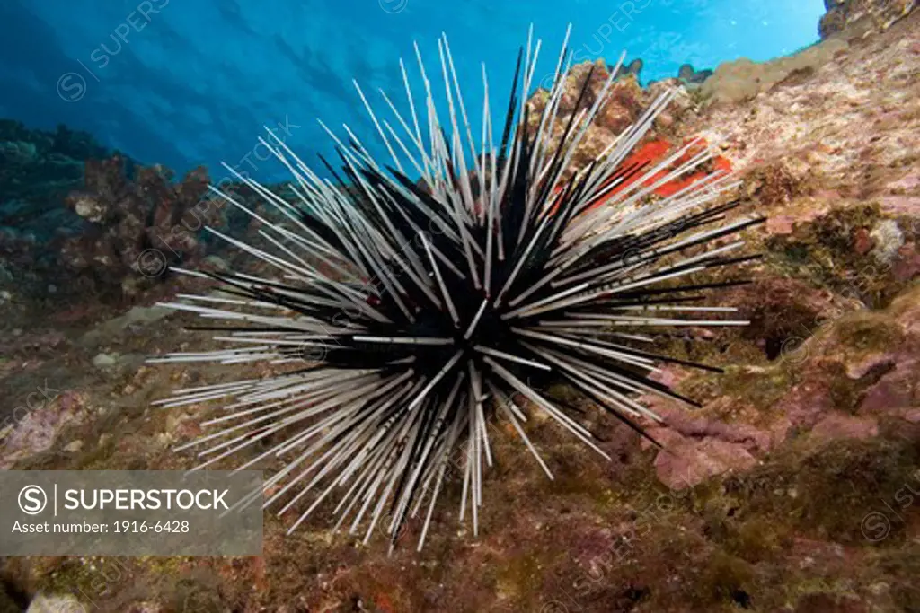 Hawaii, Banded sea urchin, (Echinothrix calamaris)