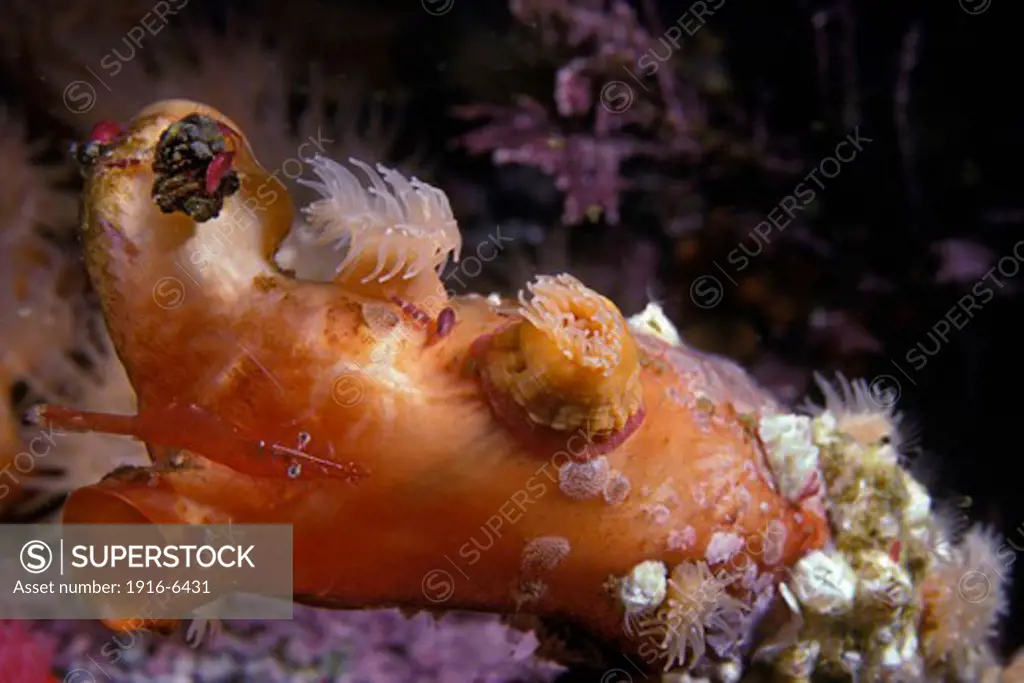 Canada, British Columbia, Pacific tunicate, (Halocynthia aurantium), or sea peach, encrusted with shrimp, anemones and amphipods