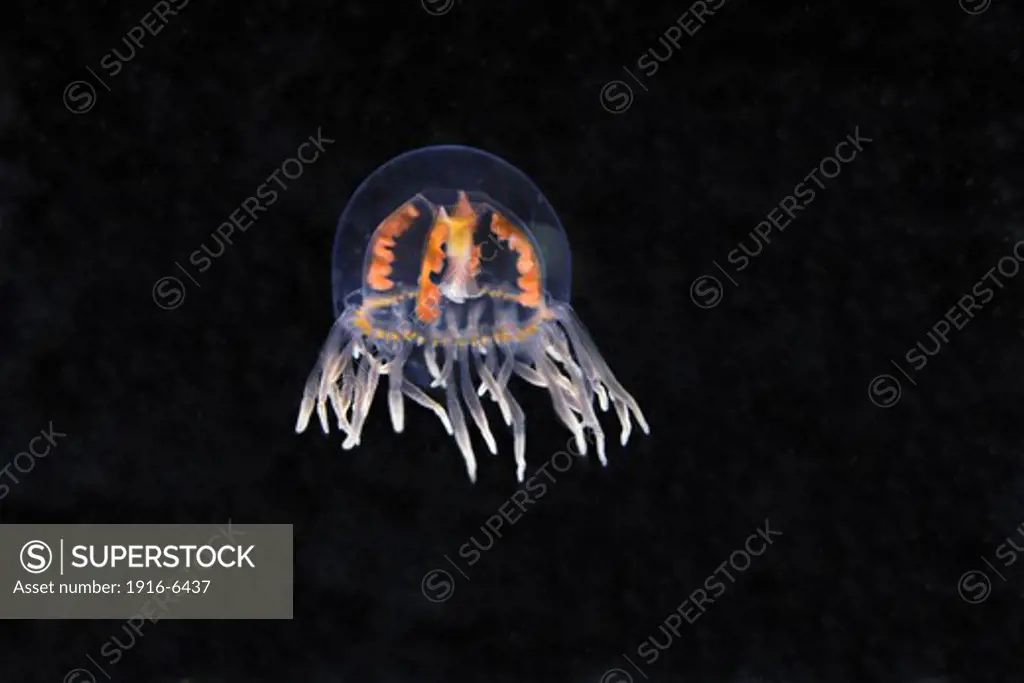 Canada, British Columbia, Clinging jellyfish, (Gonionemus vertens), is also known as orange striped jellyfish