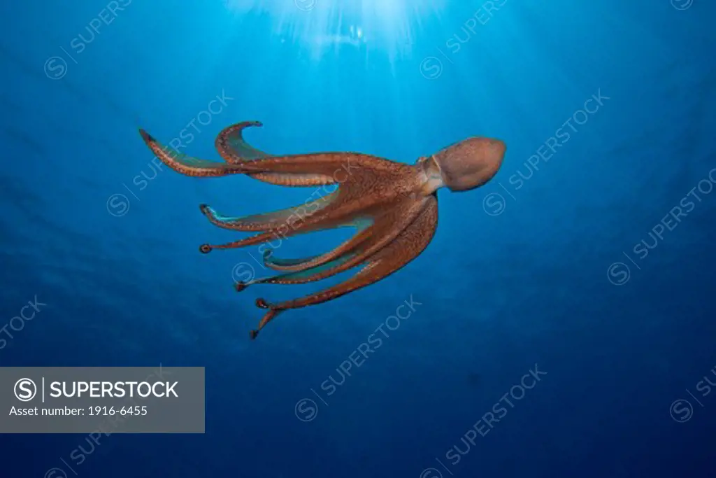Hawaii, Day octopus, (Octopus cyanea)