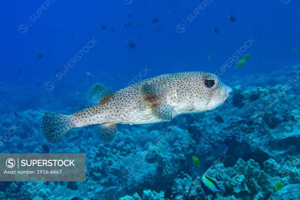 Hawaii, Spotted porcupinefish, (Diodon hystrix)